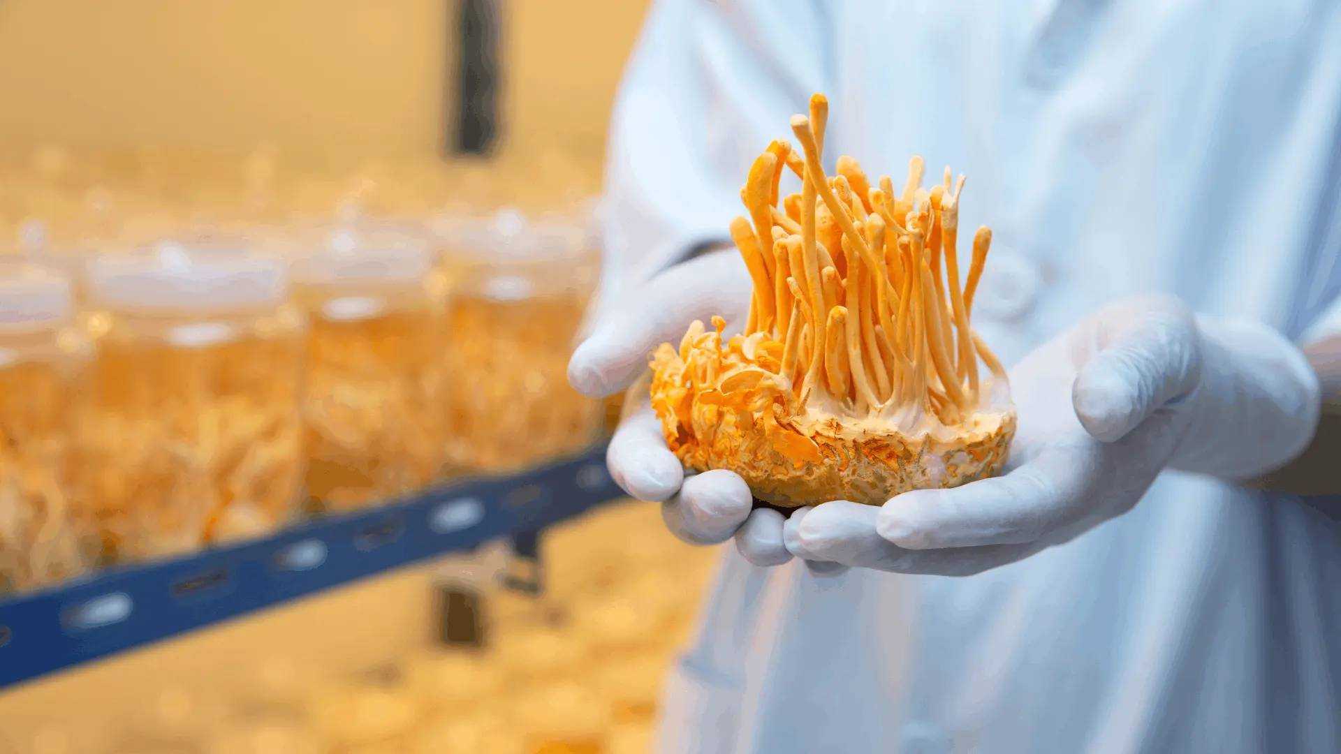 Commercial mushroom cultivation facility
