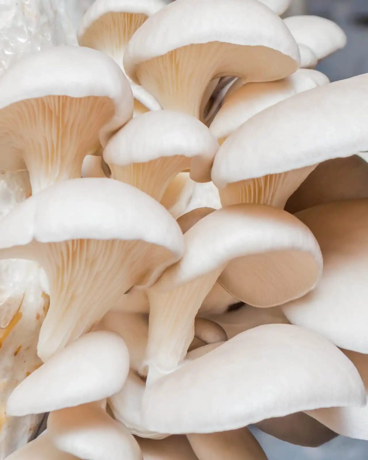 Oyster Mushroom
