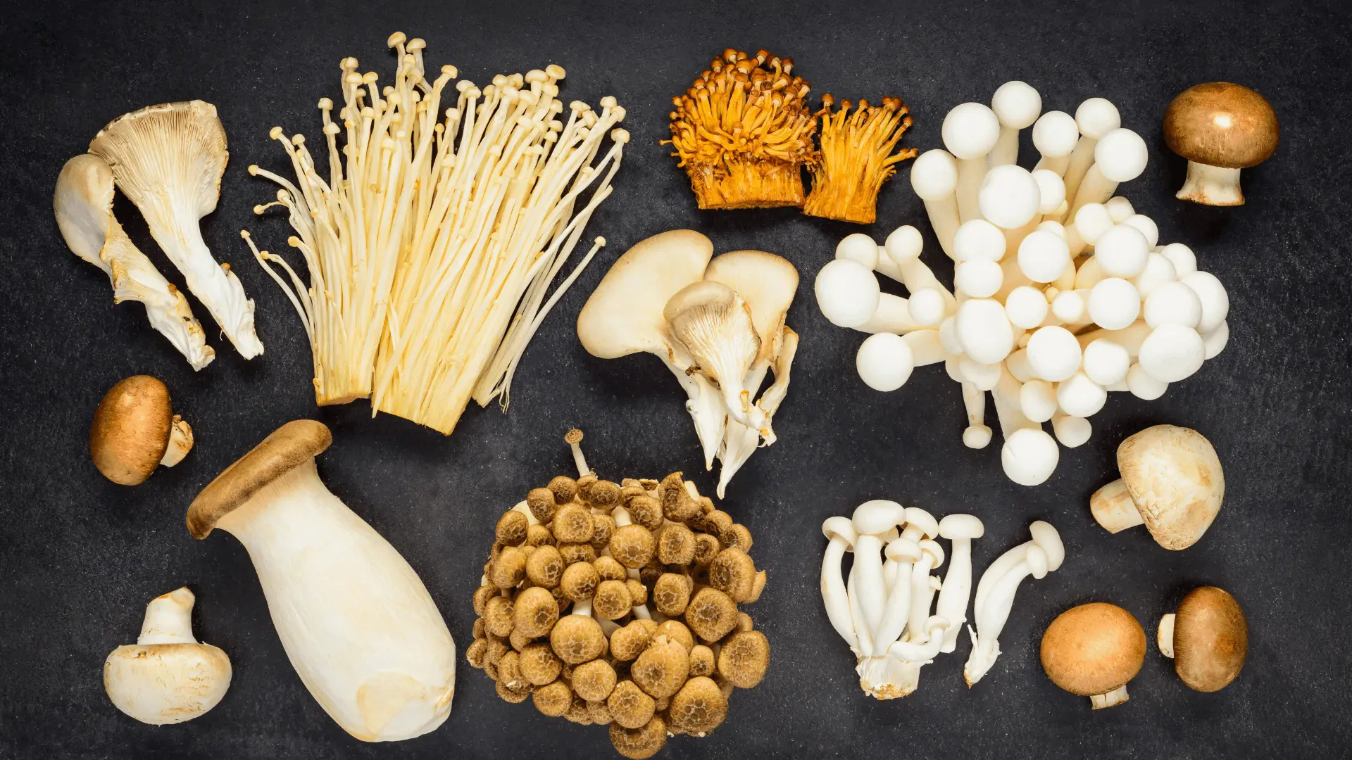 Mushroom cultivation facility