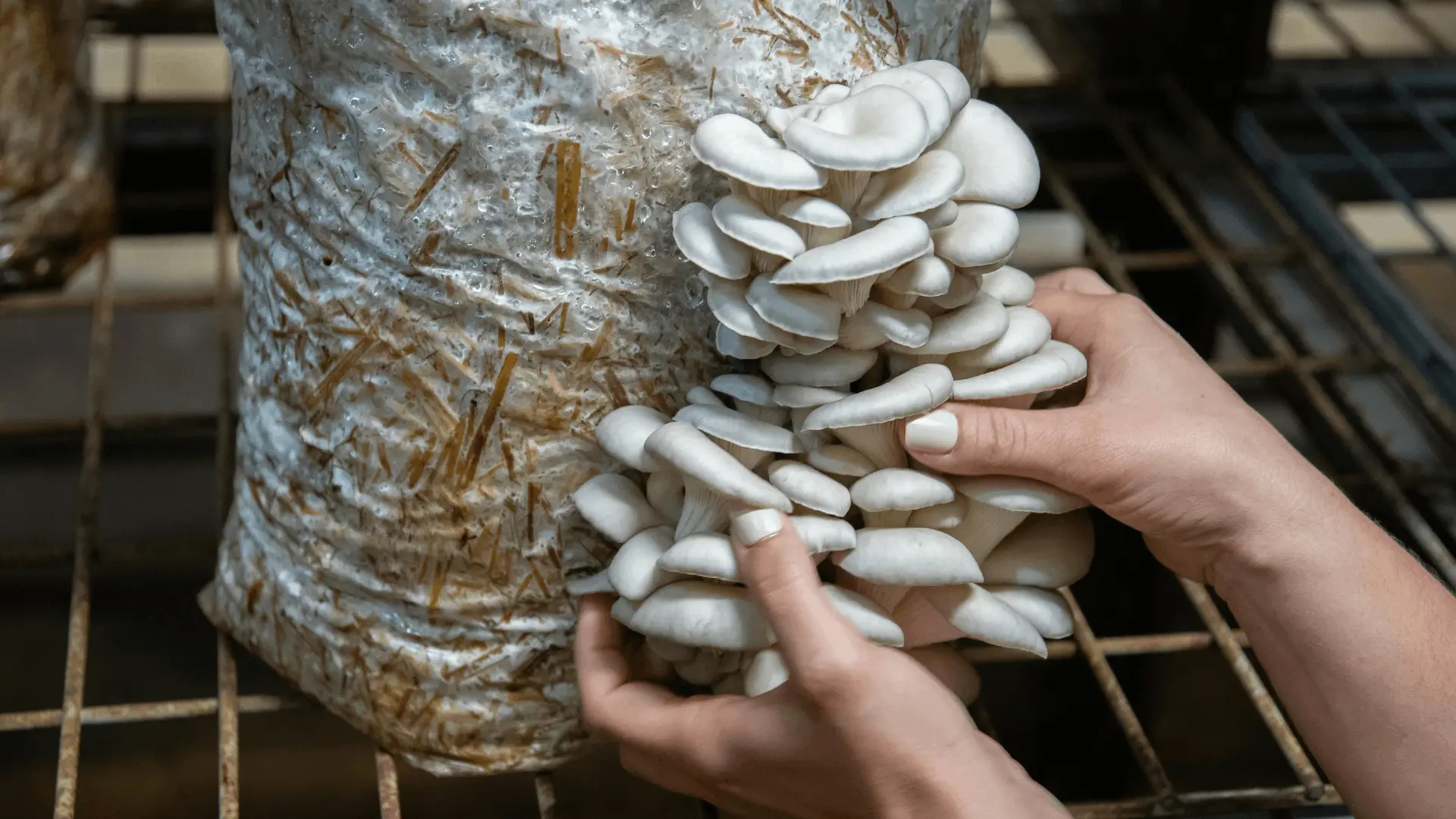 Mushroom grower inspecting cultivation