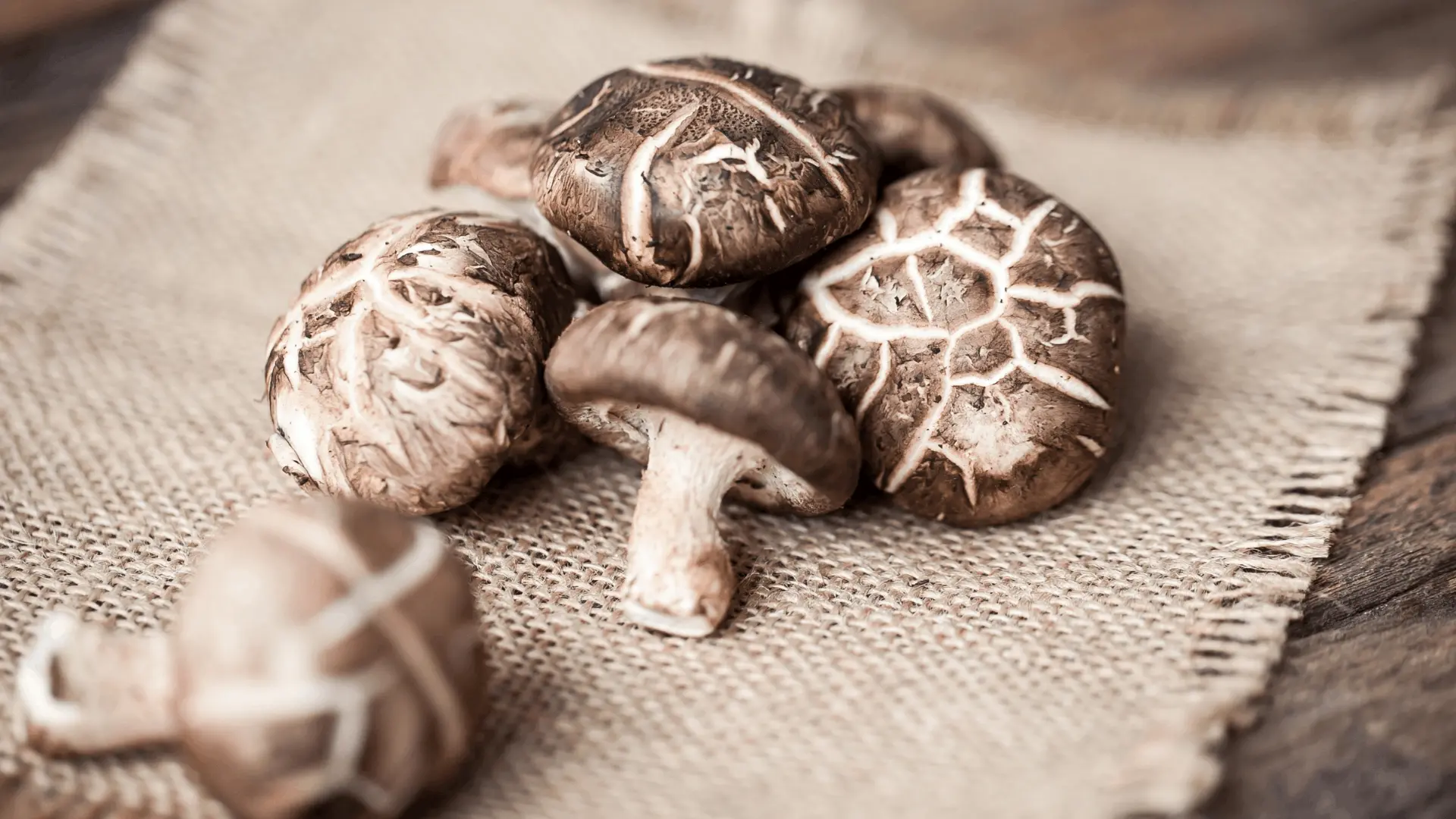 Mushroom cultivation environment