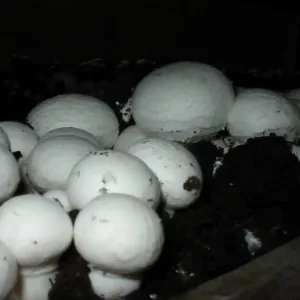 Fresh Button Mushrooms – 250 g