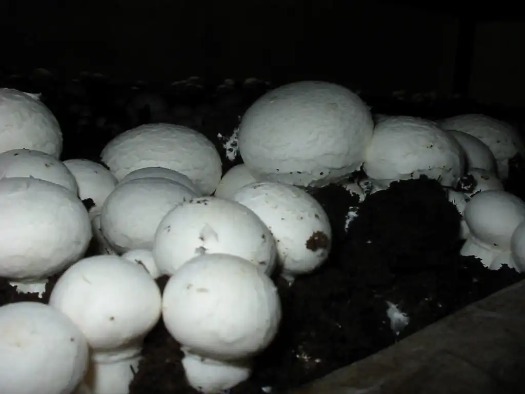Button Mushroom