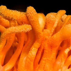 Dried Cordyceps militaris – 20 g