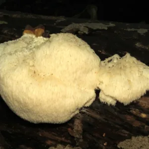 Fresh Lion’s Mane Mushroom – 200 g