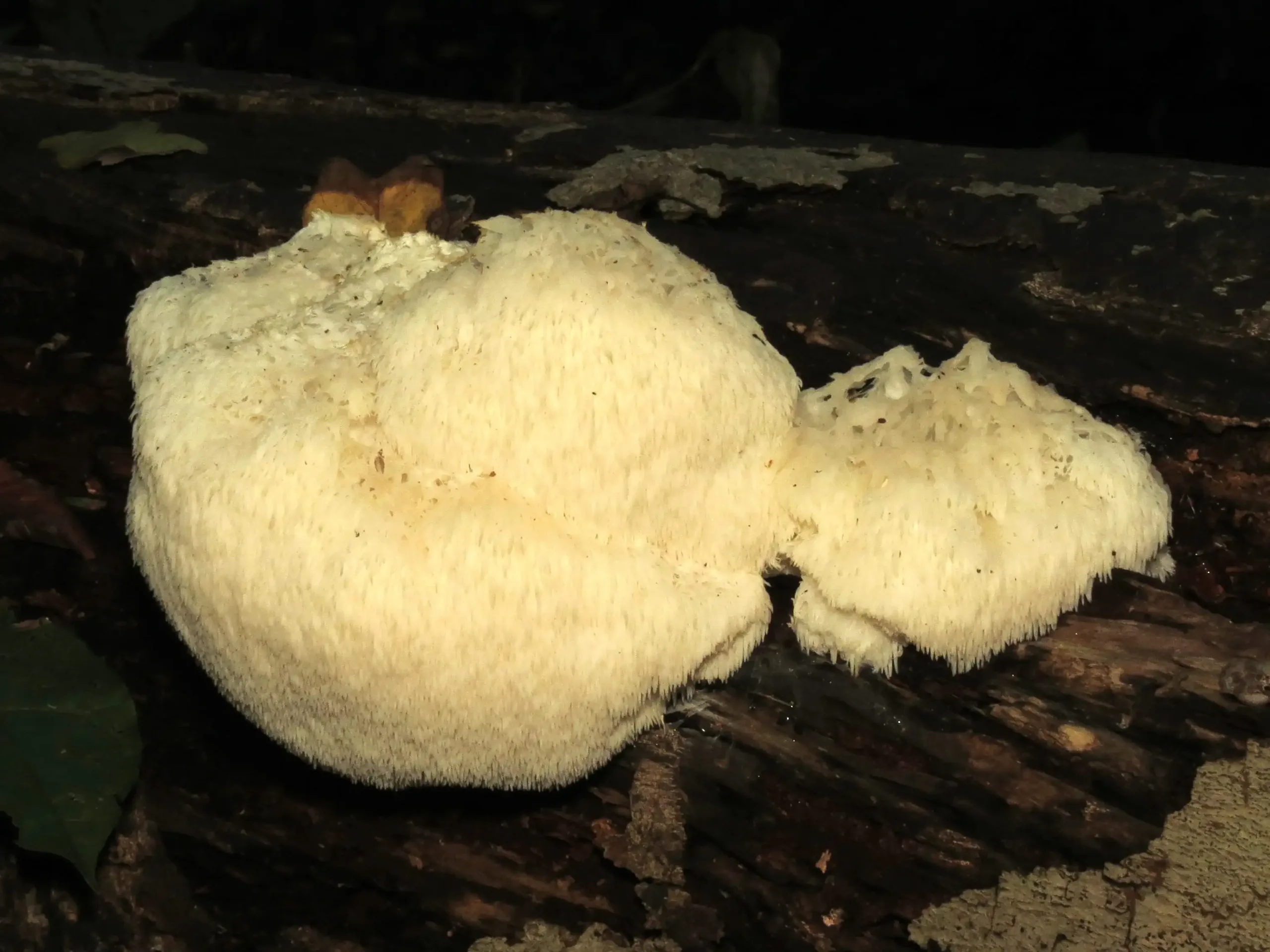 Lion's Mane Mushroom