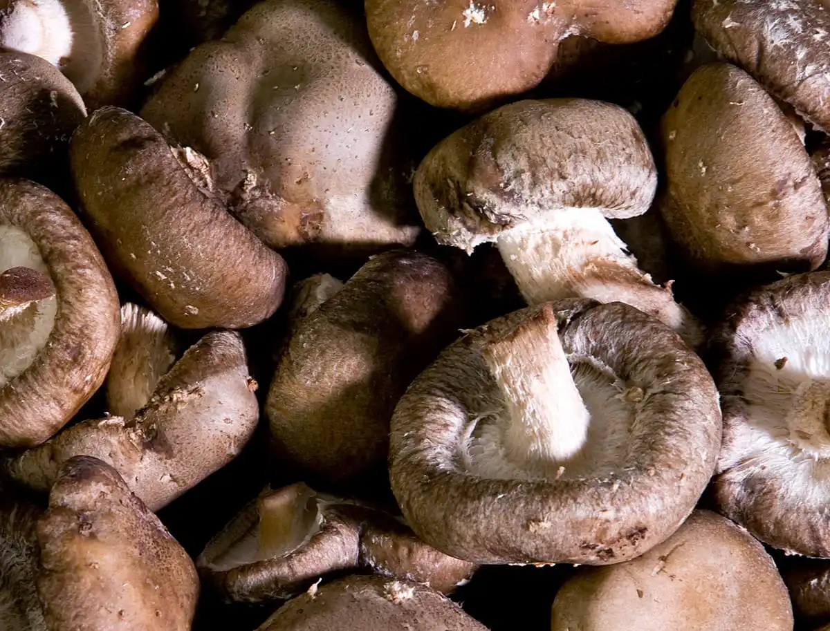 Shiitake Mushroom