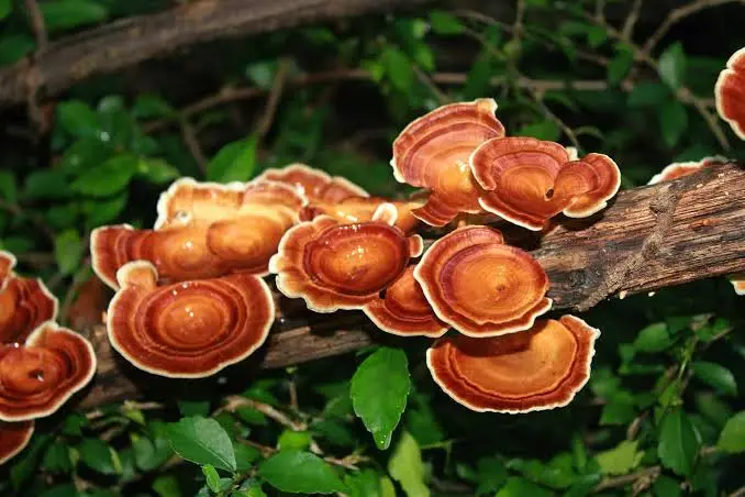 Reishi Ganoderma