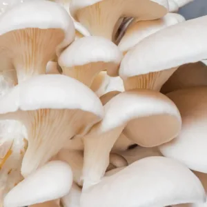 Fresh Oyster Mushrooms – 200 g