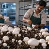 Button Mushrooms