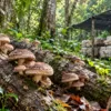 Naturally Grown Mushrooms